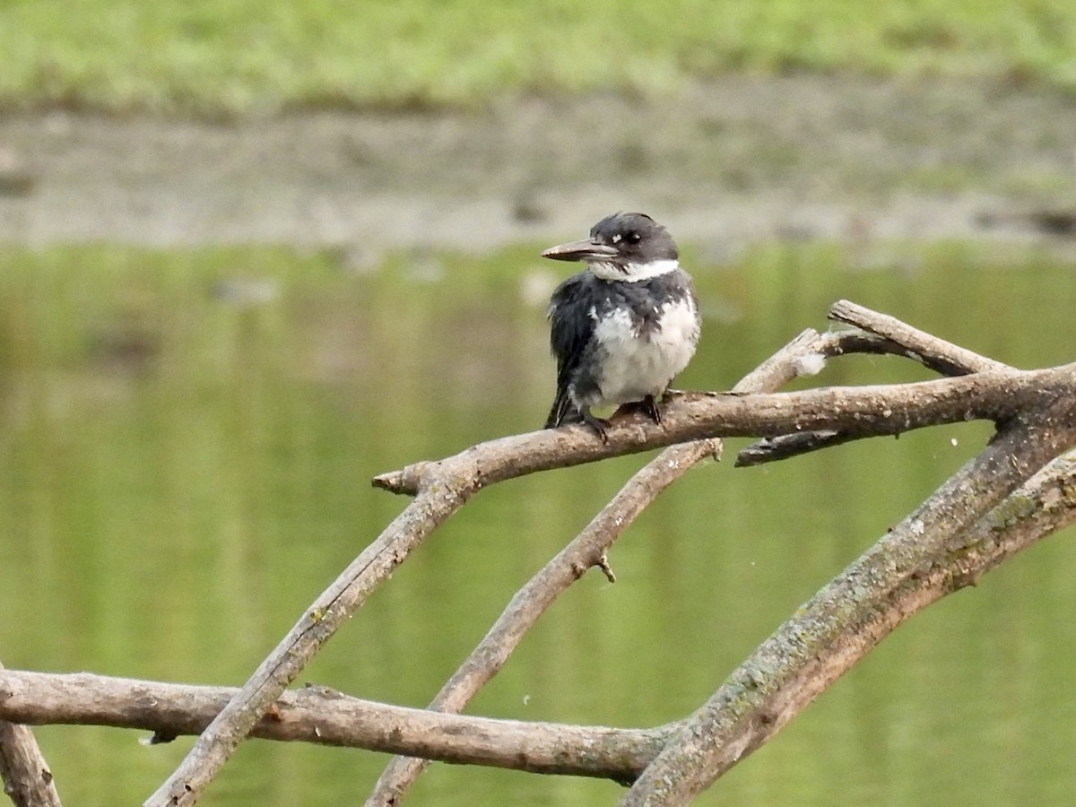Belted Kingfisher - ML594577081