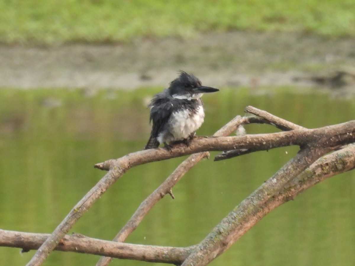 Belted Kingfisher - ML594577091
