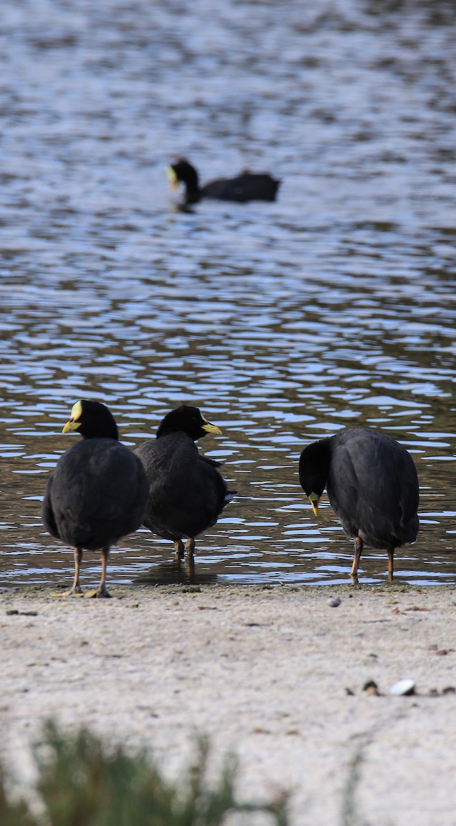 Red-gartered Coot - ML594577821