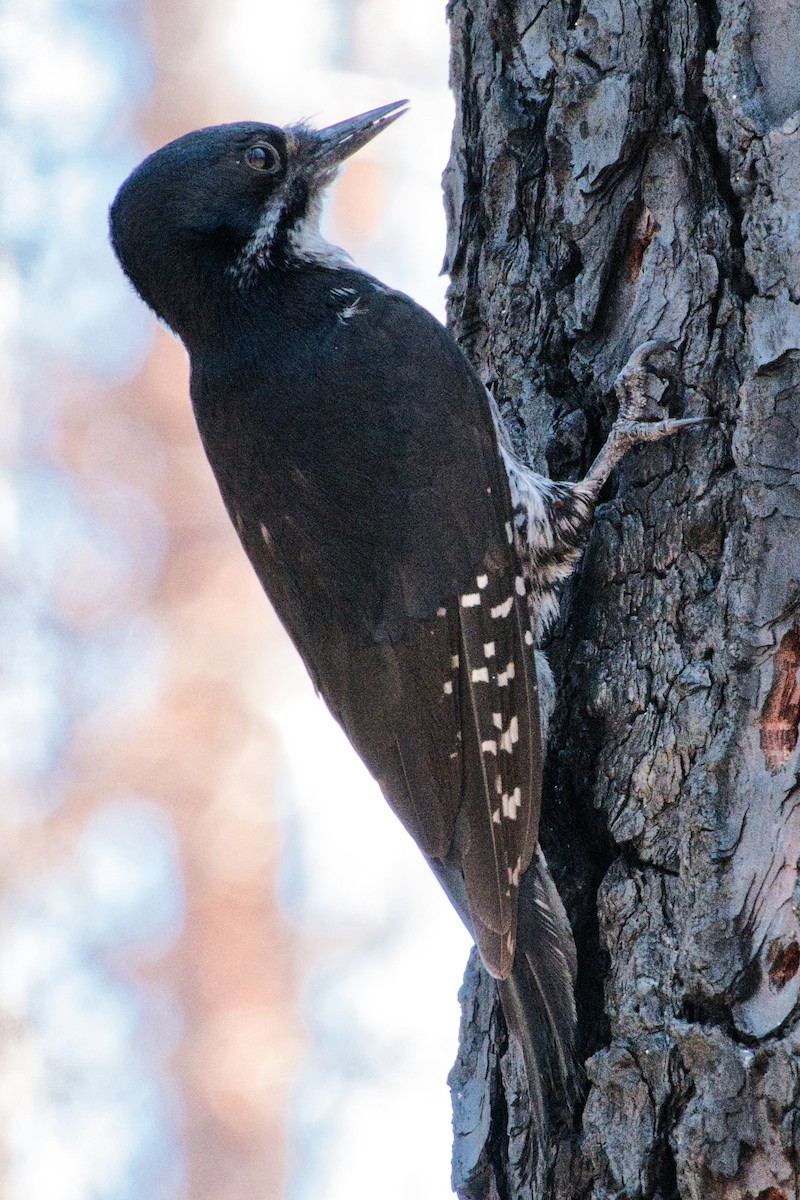 Black-backed Woodpecker - ML594578731