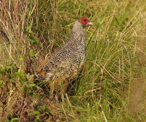 Cheer Pheasant - eBird