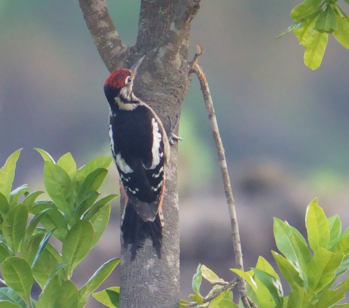 Himalayan Woodpecker - ML594579931