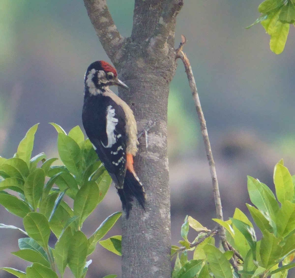 Himalayan Woodpecker - ML594579941