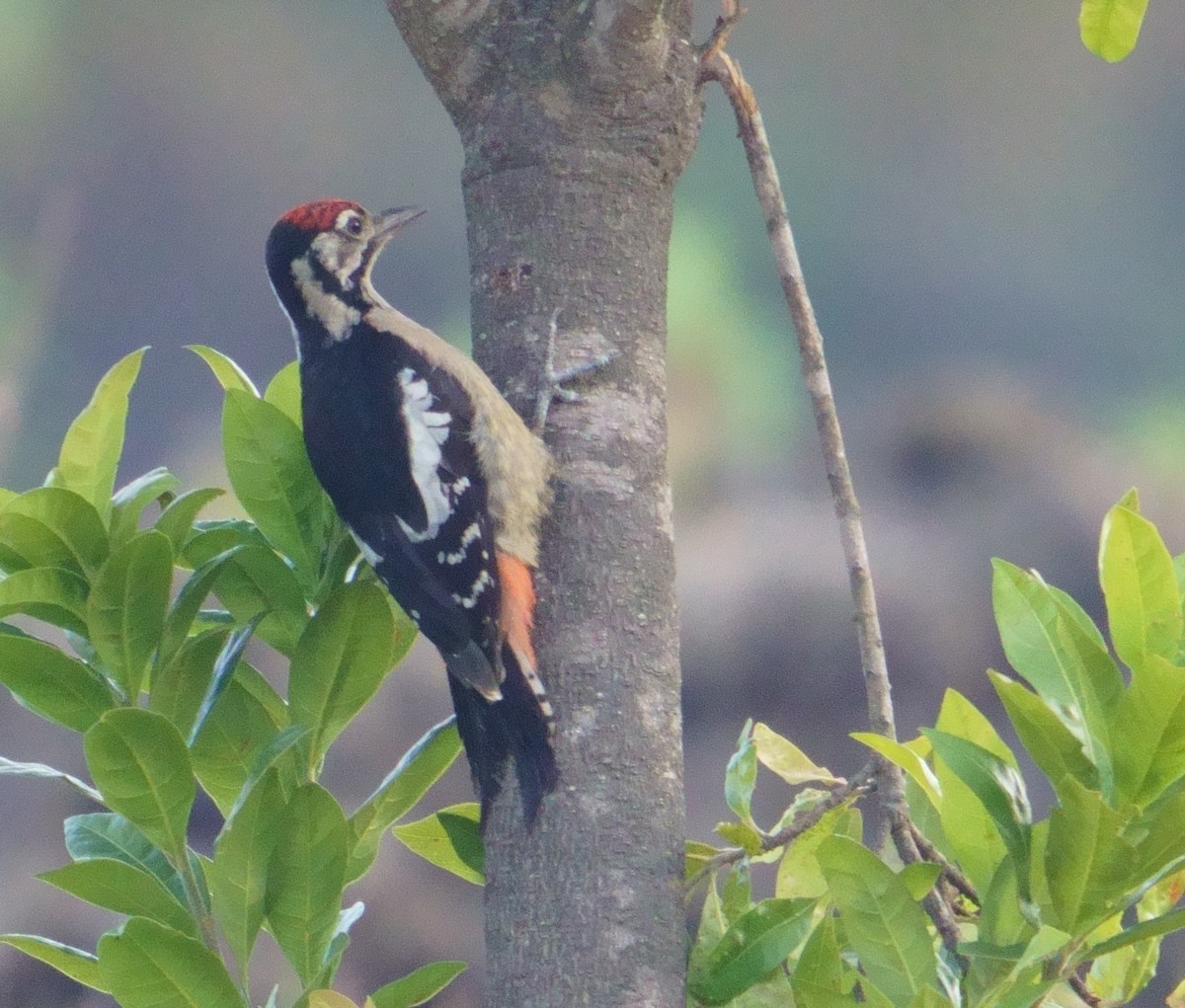 Himalayan Woodpecker - ML594579981