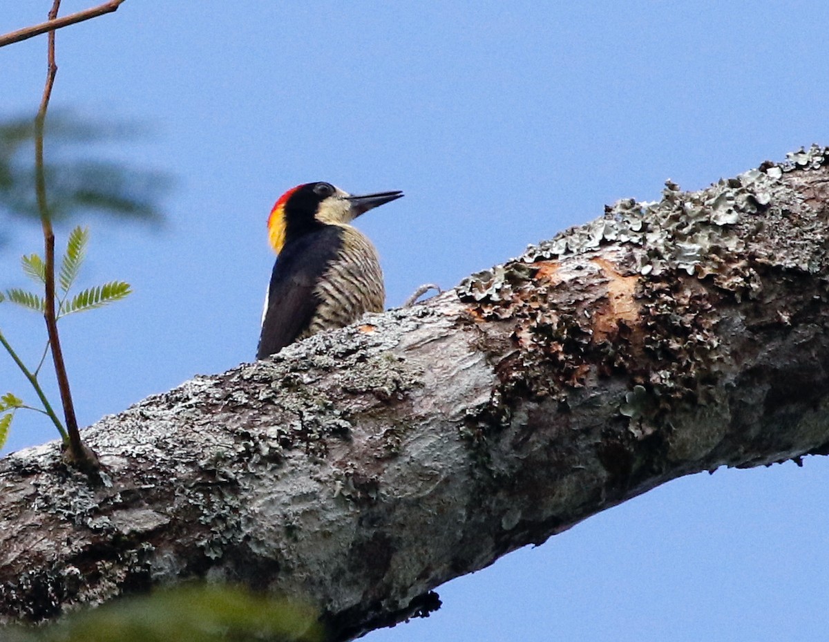 Beautiful Woodpecker - ML594580151