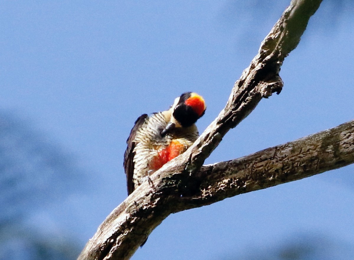 Beautiful Woodpecker - ML594580281