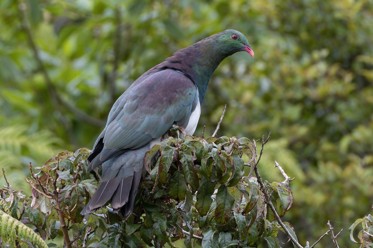 New Zealand Pigeon - ML594584001