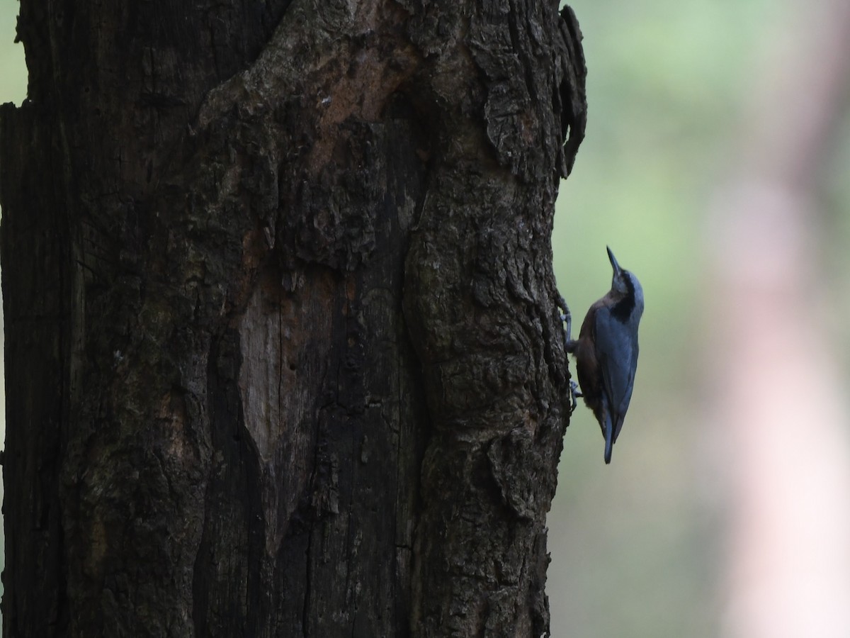 Indian Blackbird - Suresh Kumar Upadya