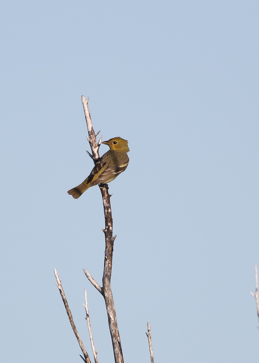 Western Tanager - ML594601741