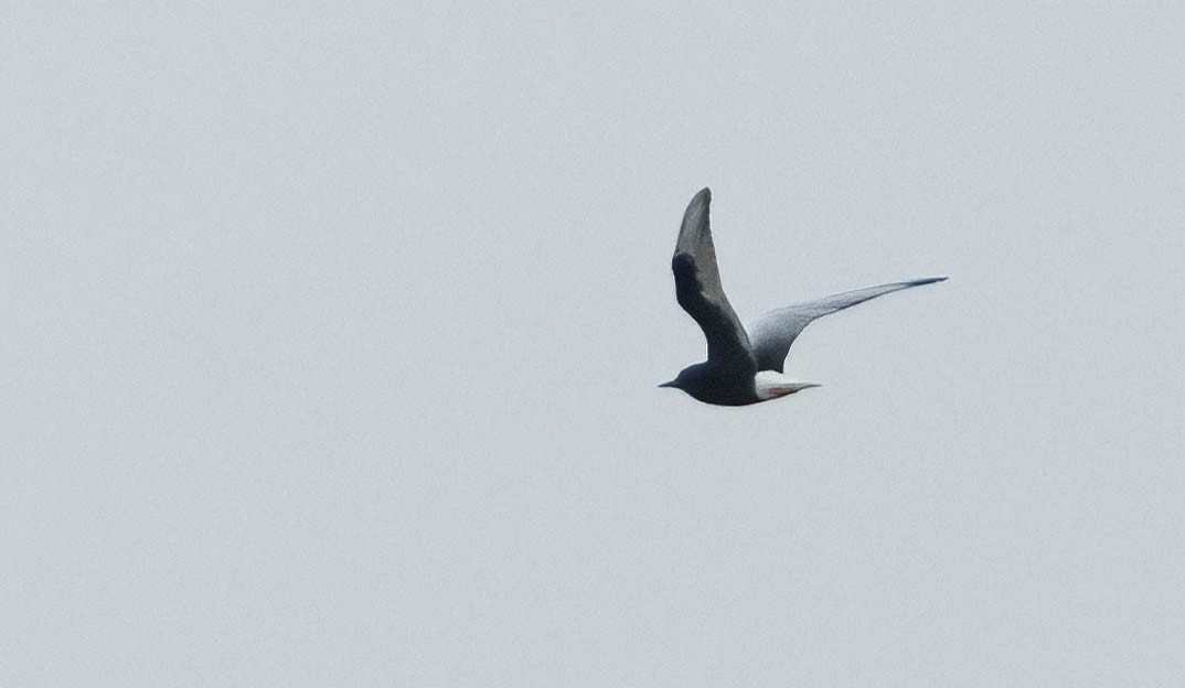 White-winged Tern - Aidan Rominger