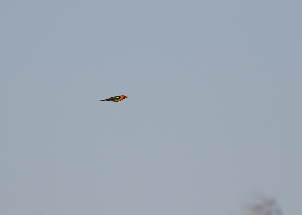 Western Tanager - ML594602141
