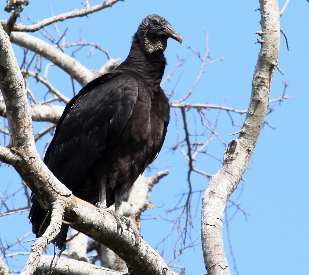 Black Vulture - Dennis Cooke