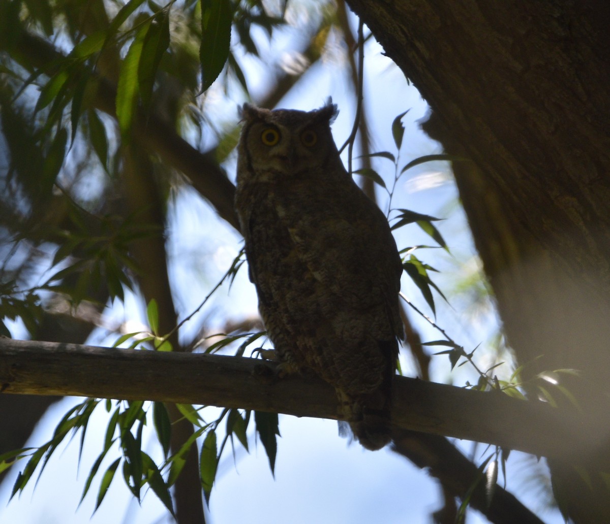 Great Horned Owl - ML594605861