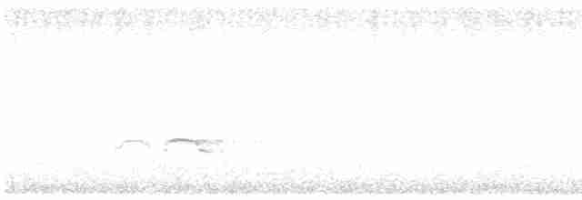 Eurasian Oystercatcher - ML594608221