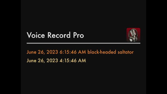 Black-headed Saltator - ML594610401