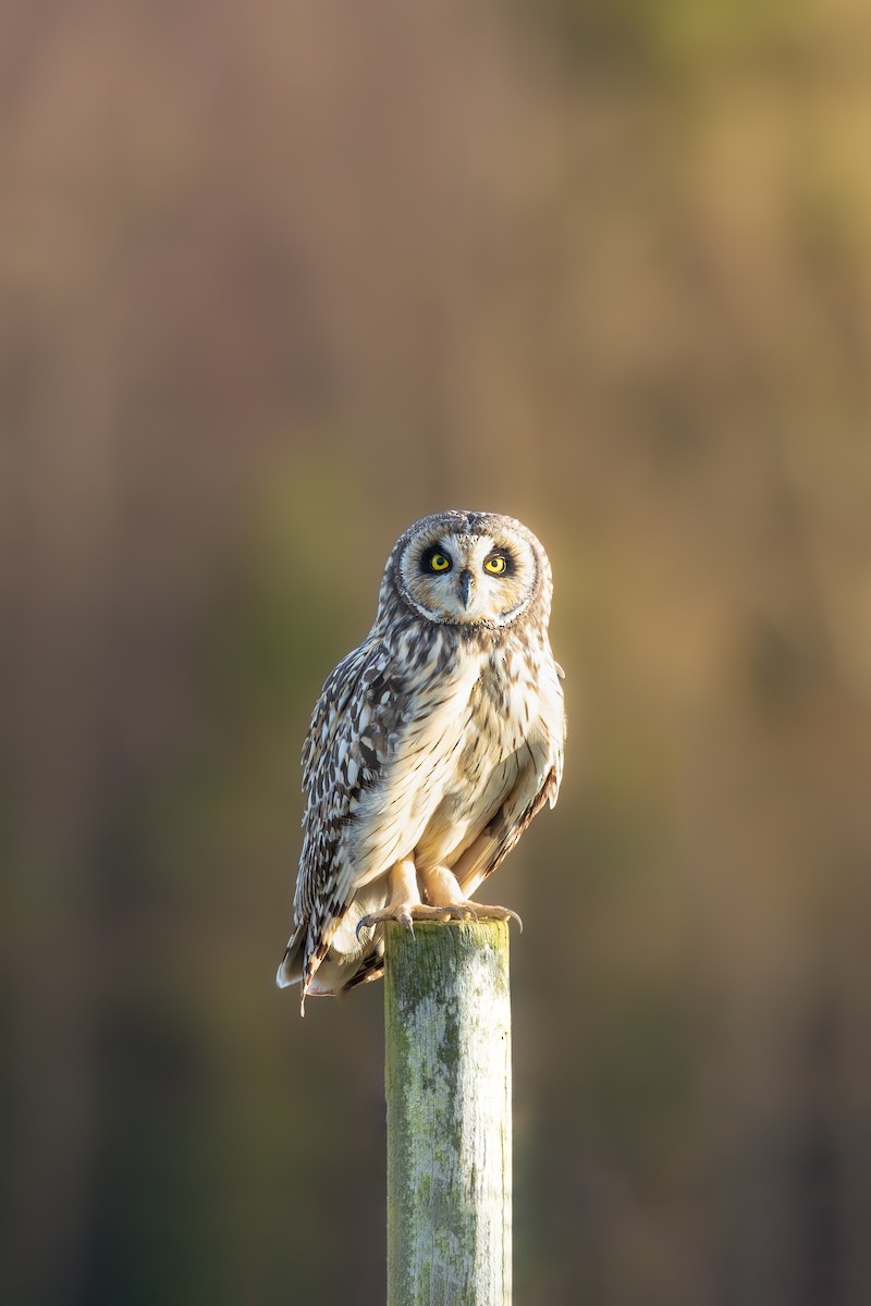 Short-eared Owl - ML594615341