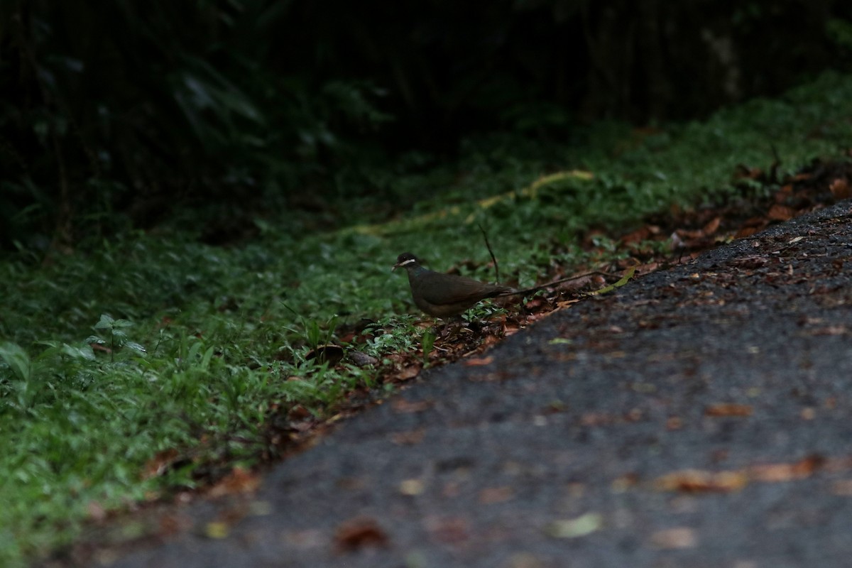 Bridled Quail-Dove - ML594615881