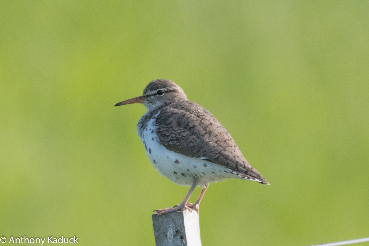 Spotted Sandpiper - Anthony Kaduck