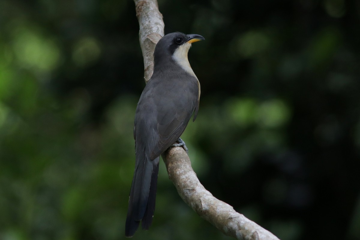 Mangrove Cuckoo - ML594617601