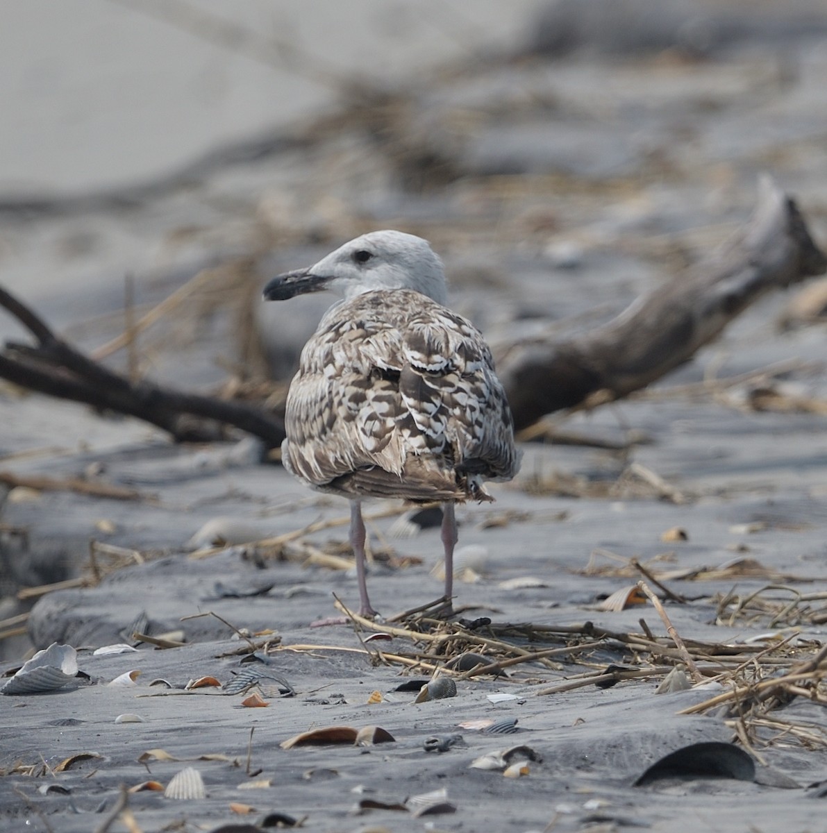 Great Black-backed Gull - Woody Gillies