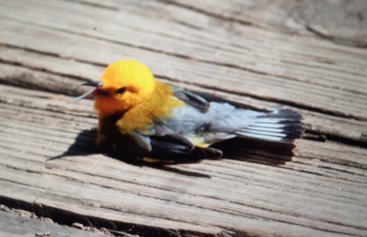 Prothonotary Warbler - ML594618821