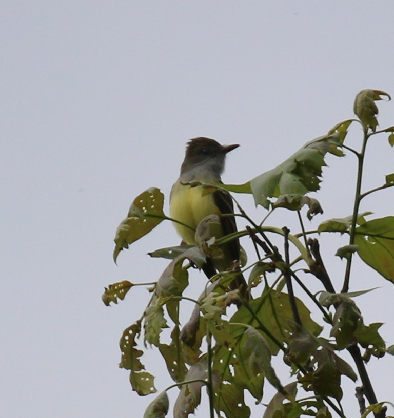 Great Crested Flycatcher - ML59462411