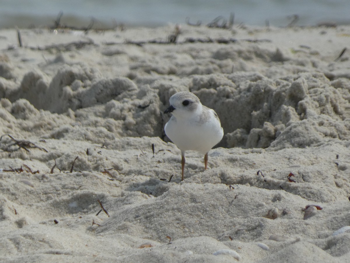Piping Plover - ML594634211
