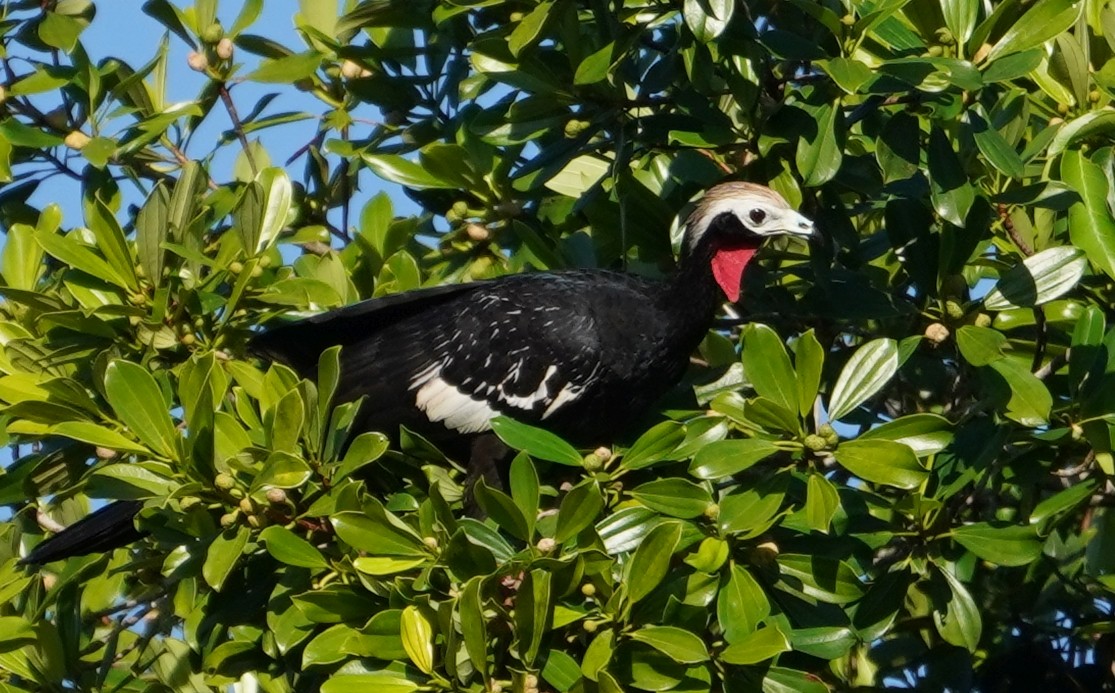 Red-throated Piping-Guan - ML594636541