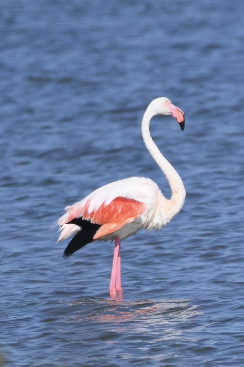 Greater Flamingo - Lars Bugge