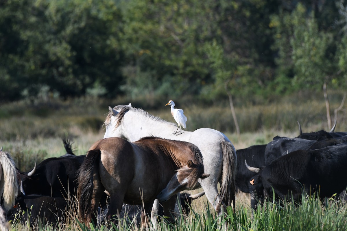 Western Cattle Egret - Lars Bugge