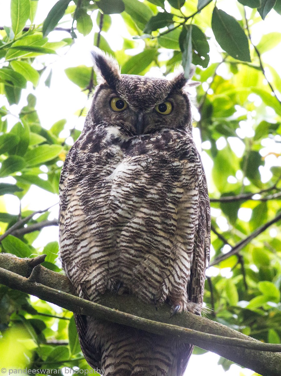 Great Horned Owl - ML59463851