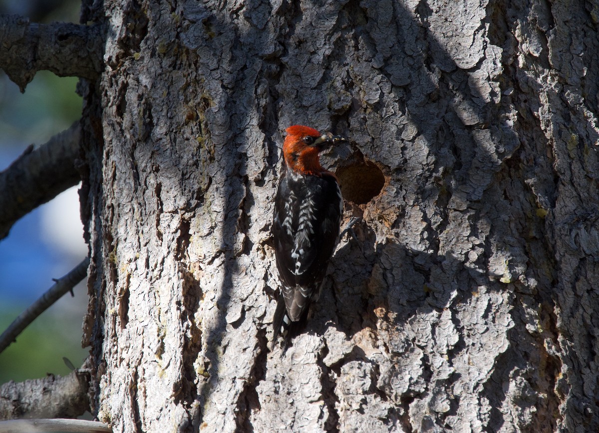 Red-breasted Sapsucker - ML594639271