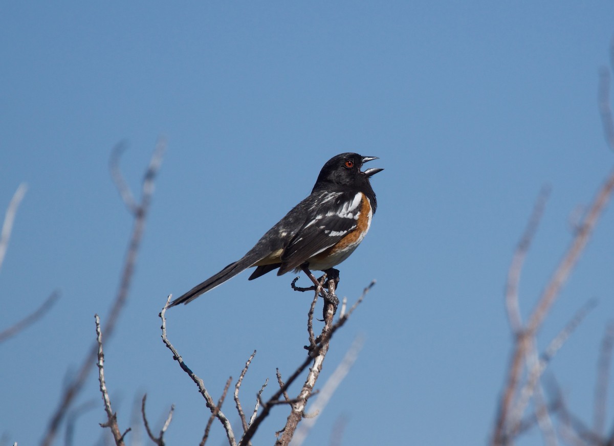 Spotted Towhee - ML594639381