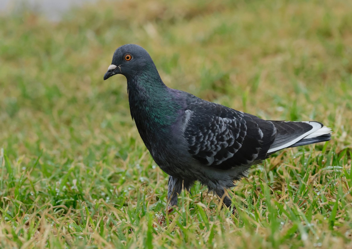 Rock Pigeon (Feral Pigeon) - ML594640681
