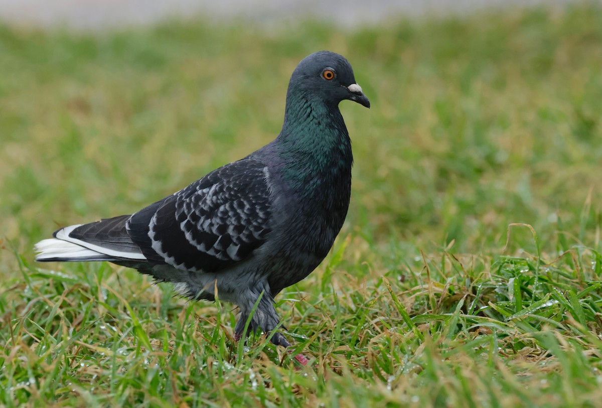 Rock Pigeon (Feral Pigeon) - Garret Skead