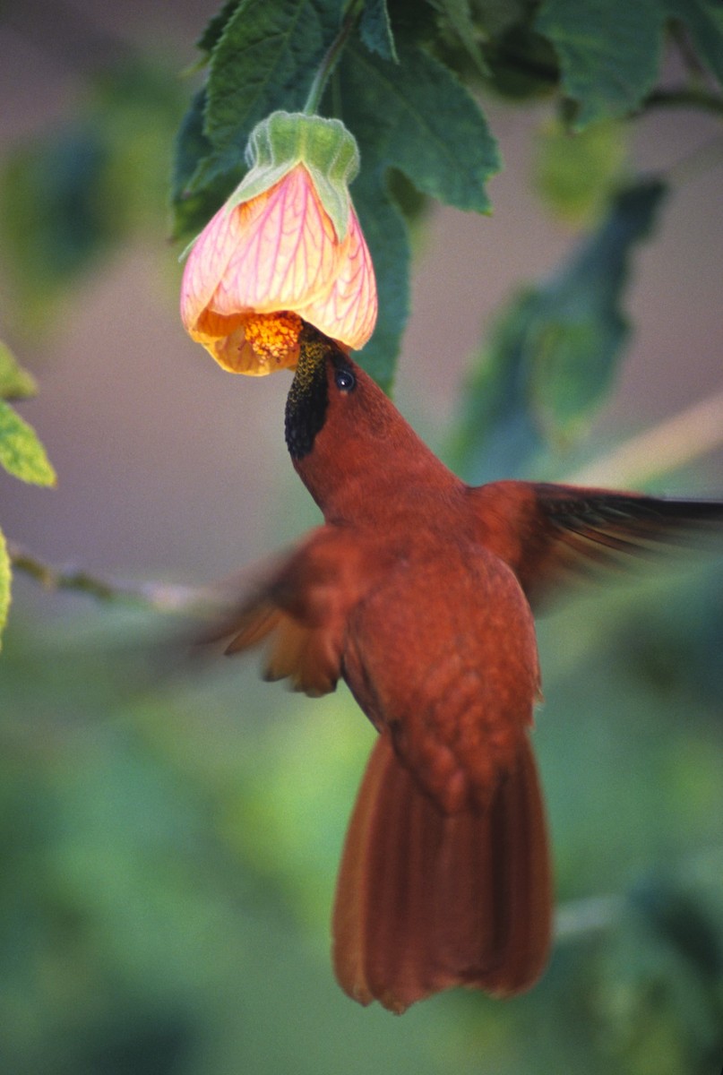 kolibřík fernandezský - ML594640801