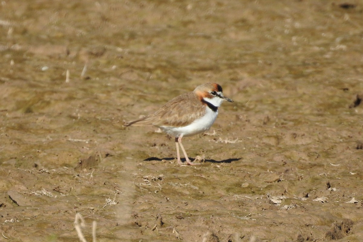 Collared Plover - ML594641271