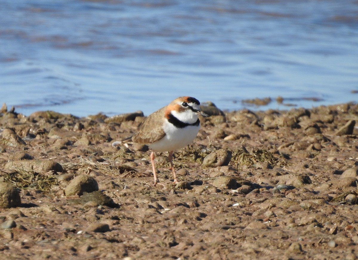 Collared Plover - ML594641321