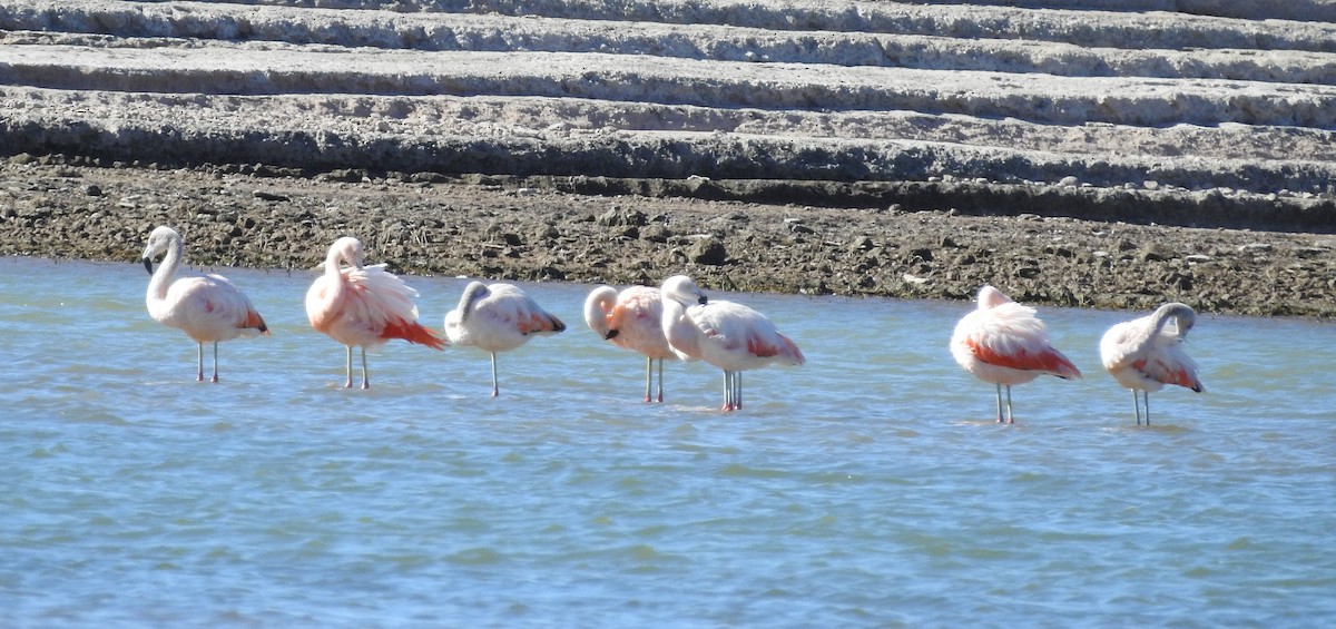 Chilean Flamingo - ML594641721