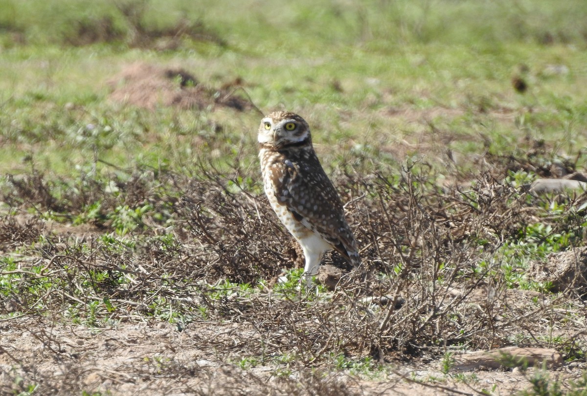 Burrowing Owl - ML594642161