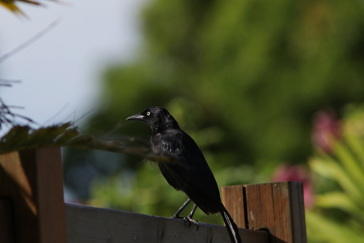 Carib Grackle - ML594650001