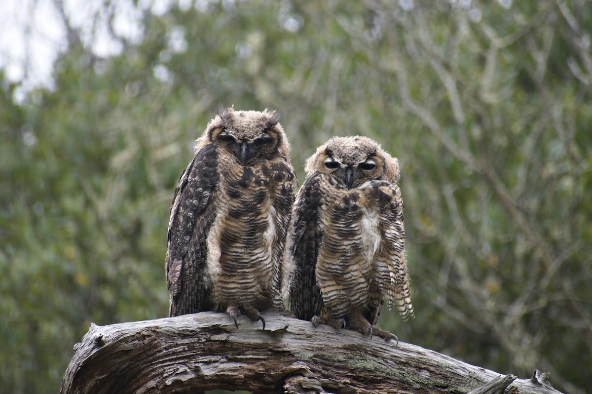 Great Horned Owl - ML594650631