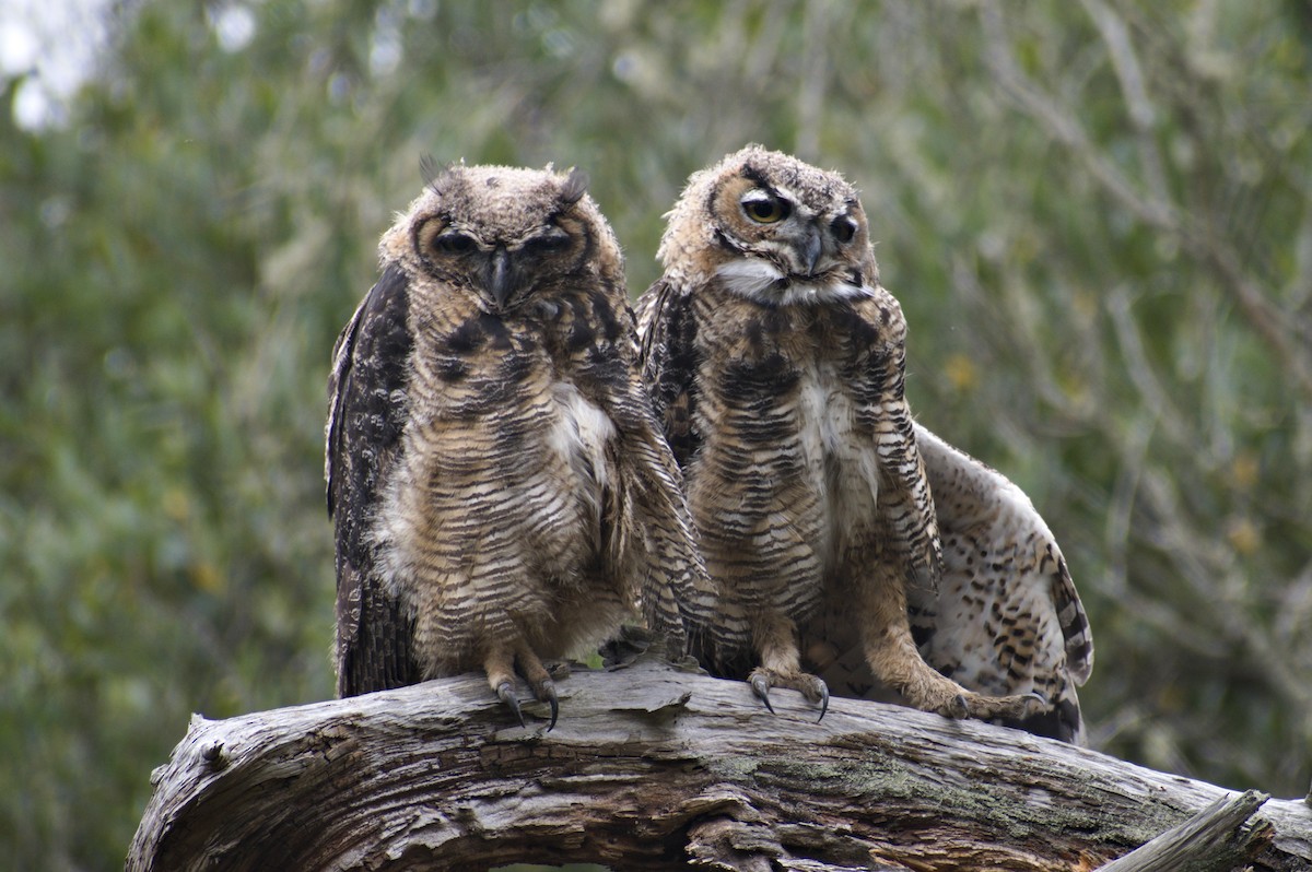 Great Horned Owl - ML594650811