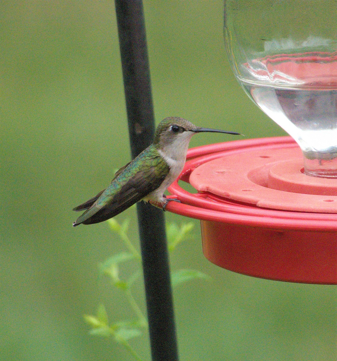 Ruby-throated Hummingbird - ML594653051