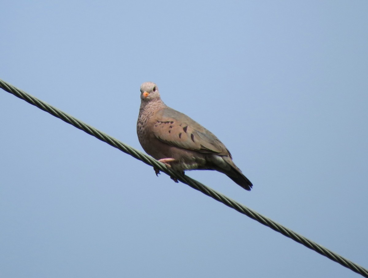 Common Ground Dove - Susan Young