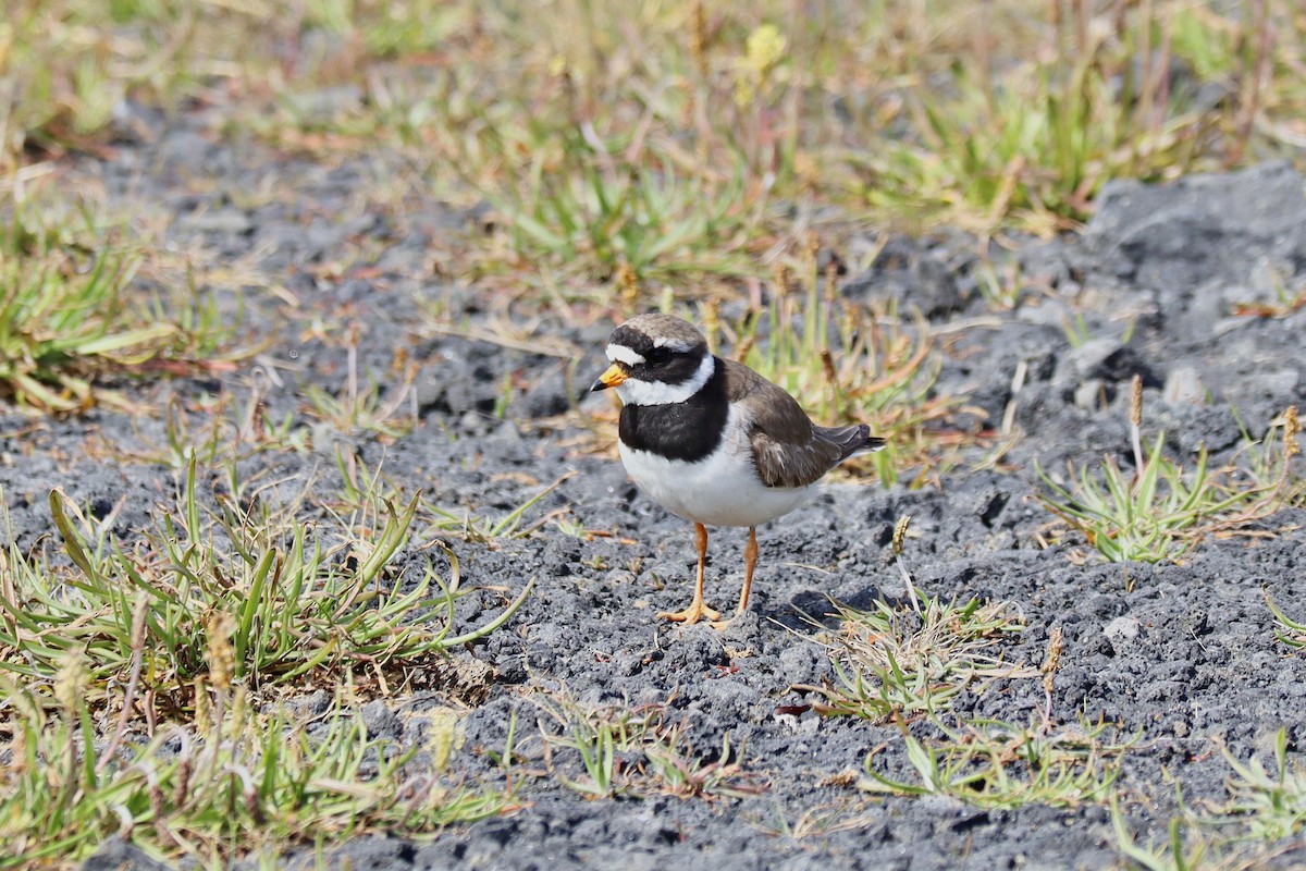 Common Ringed Plover - ML594656871