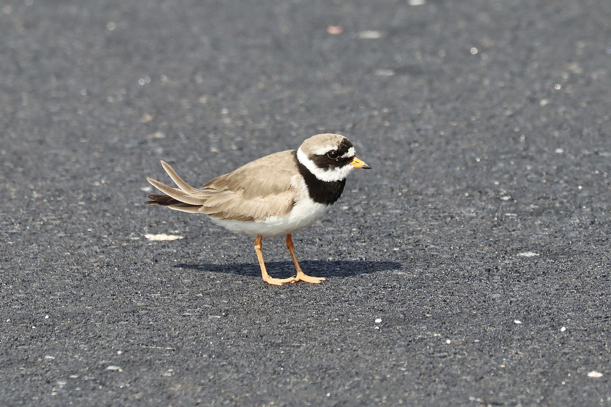 Common Ringed Plover - ML594656881