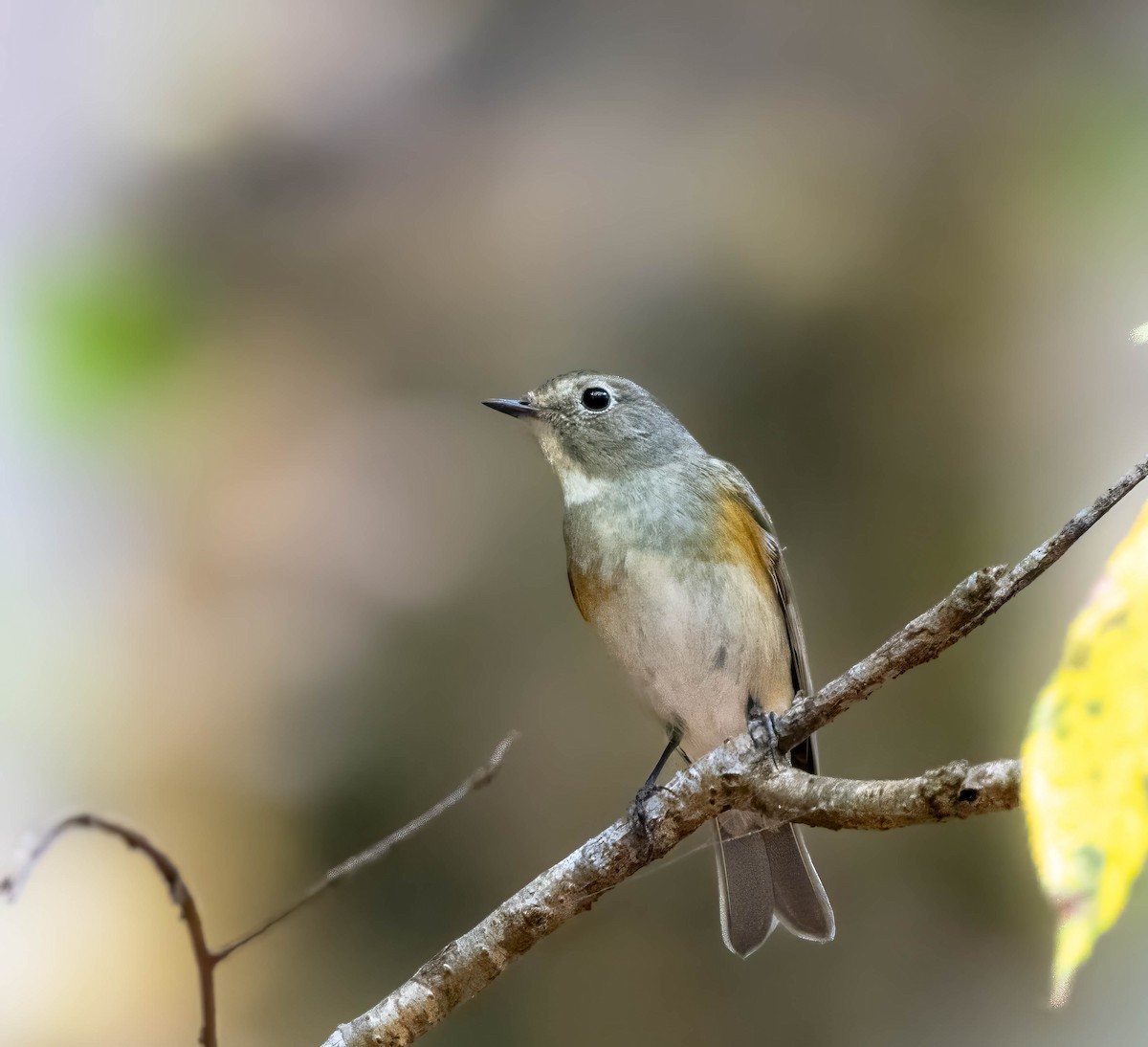 Himalayan Bluetail - ML594659391