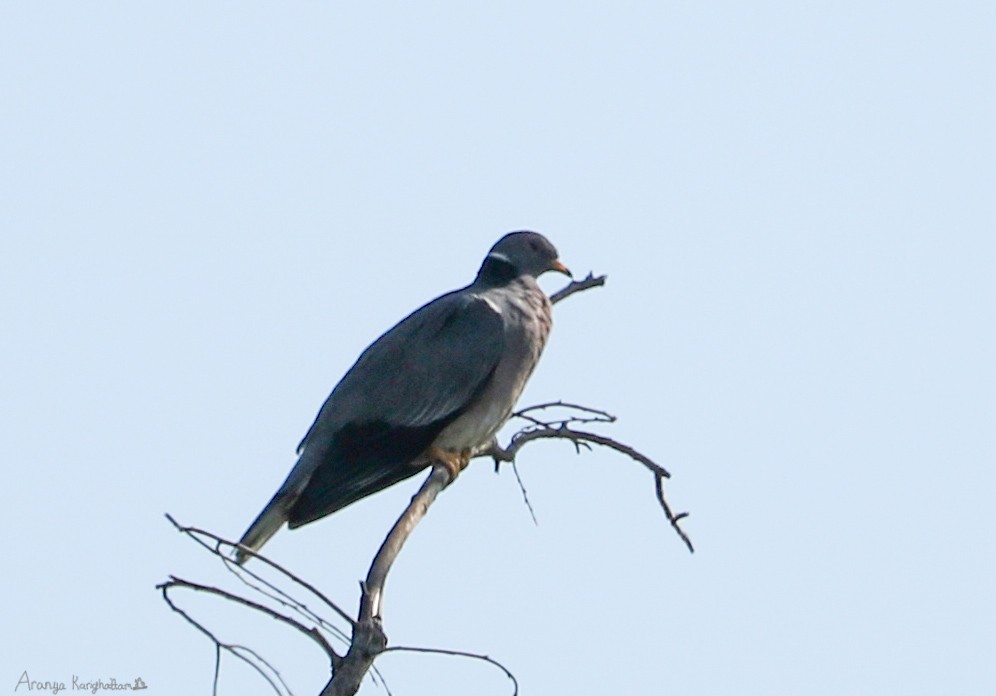 Band-tailed Pigeon - Arav and Aranya Karighattam