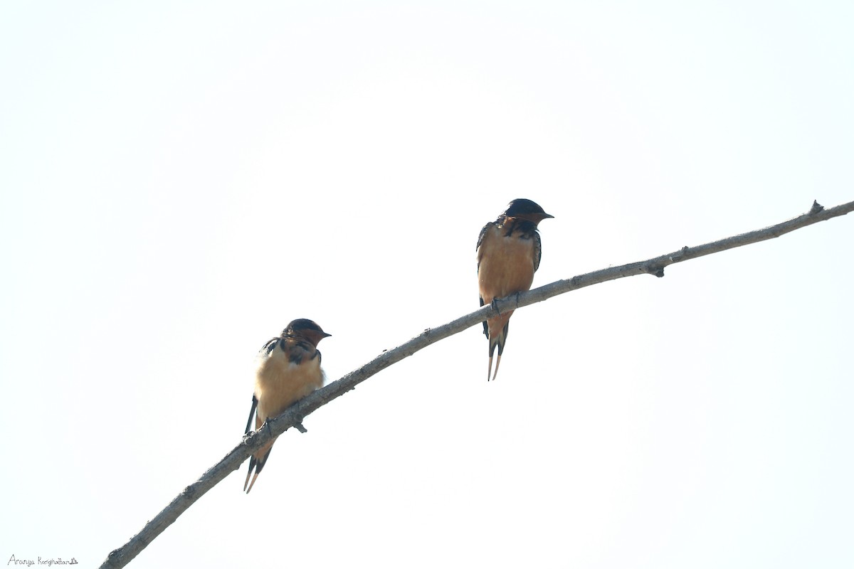 Barn Swallow - Arav and Aranya Karighattam